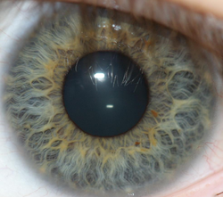 You are currently viewing Iris Recognition